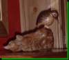 kingfisher_small.jpg