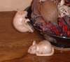 playfulmice_small.jpg