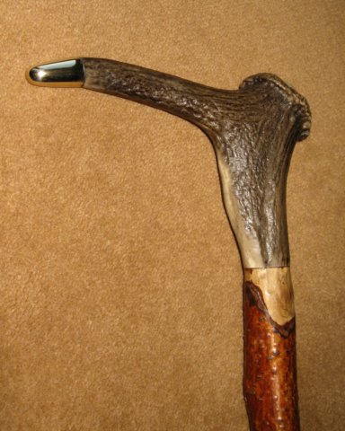 antlercoronetwalkingstick2.jpg